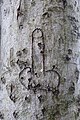Phallic Graffiti on a Tree at Old Sarum.jpg