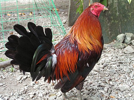 A Philippine gamecock