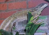 Lagarto sailfin filipino en el zoológico de Bristol