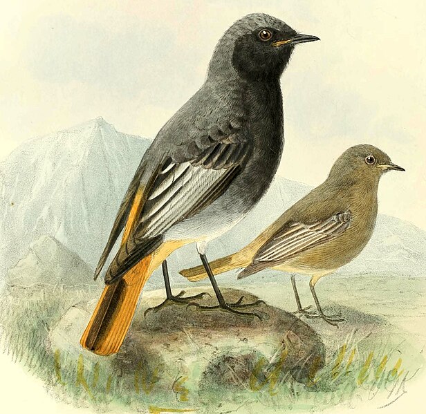 File:Phoenicurus ochruros gibraltariensis Dresser.jpg