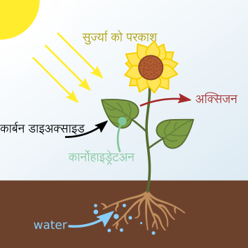 File:Photosynthesis-dty.svg