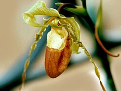 Phragmipedium hirtzii.jpg