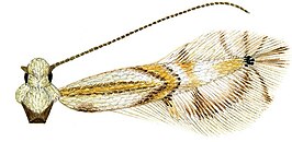 Phyllocnistis hyperpersea