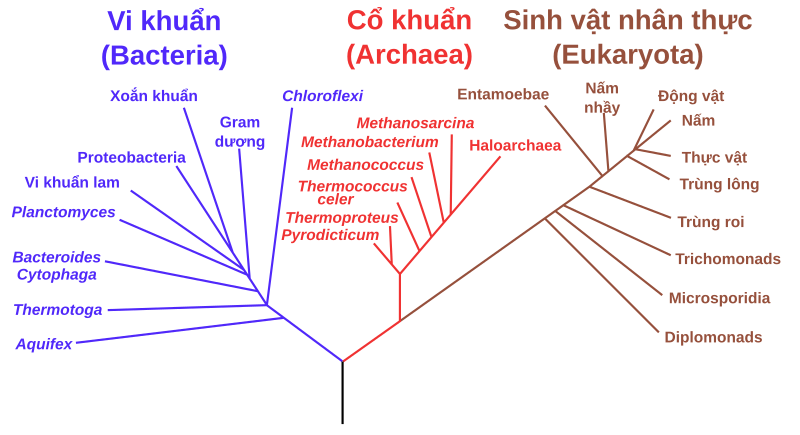 File:Phylogenetic tree-vi.svg