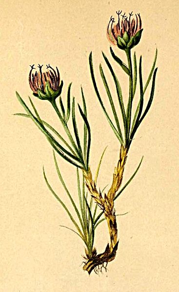 File:Phyteuma hemisphaericum Atlas Alpenflora.jpg