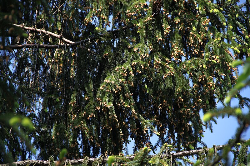 File:Picea abies pollen cones Ujsoły 3.JPG