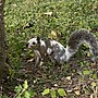 Thumbnail for Pinto Bean (squirrel)