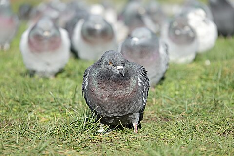 Feral pigeon in Strasbourg (Bas-Rhin, France).