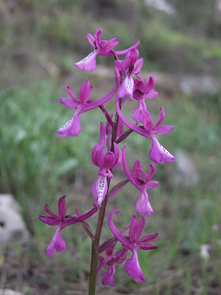 <i>Orchis anatolica</i> Species of plant in the family Orchidaceae