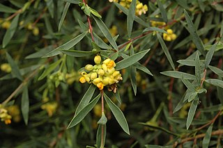 <i>Pimelea neoanglica</i> Species of shrub