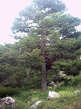 Near Granada, España