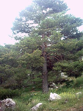 Pinus sylvestris-subsp nevadensis - Sierra de la Alfaguara.jpg 