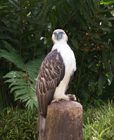 Philippine eagle (Pithecophaga jefferyi) in Southern Philippines