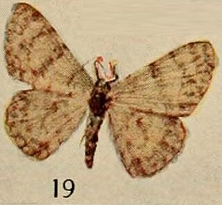 <i>Dorsifulcrum cephalotes</i> Species of moth