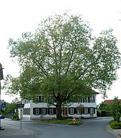 1 plane tree