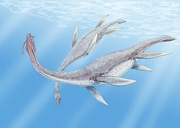 Life restoration of Plesiosaurus dolichodeirus.
