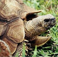 Angonoka tortoise