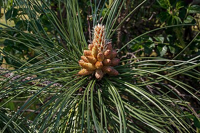 Pollen cones on a Ponderosa pine in Tuntorp