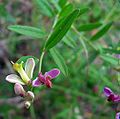 Miniatura para Polygala cornuta