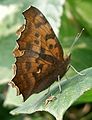 Polygonia c-aureum