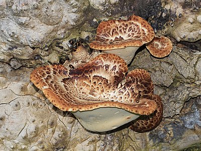 Polyporus squamosus (Dryad's Saddle)