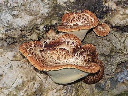 Cogumelos orelha-de-pau (Polyporus squamosus) com besouros Diaperis boleti. Ucrânia. (definição 4 400 × 3 300)
