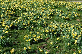 Pré recouvert de jonquilles, Le Tholy.