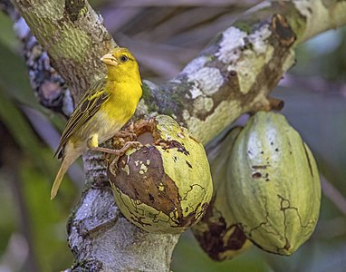 Príncipe golden weaver (Ploceus princeps) female 2