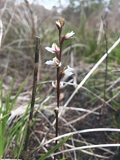 <i>Prasophyllum hians</i> species of plant