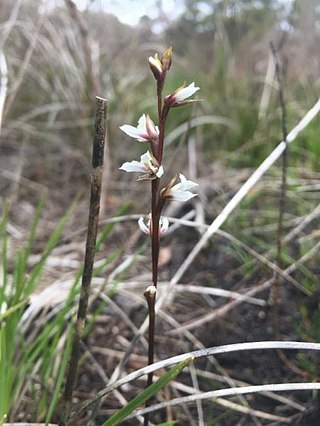 <i>Prasophyllum hians</i> Species of orchid