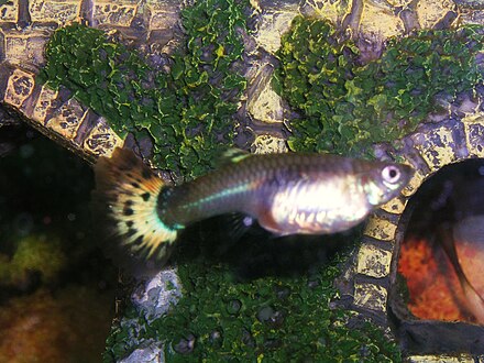 Guppies are livebearers. This one has been pregnant for about 26 days.