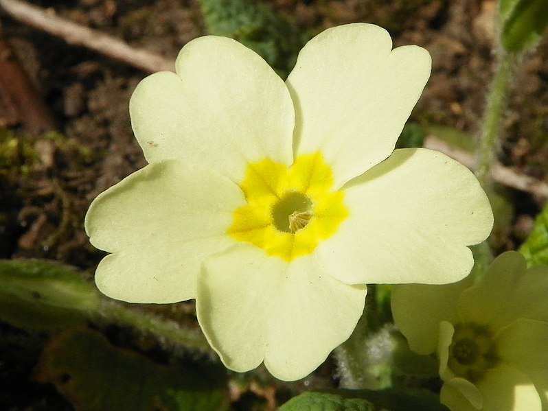 File:Primrose (Primula vulgaris) (8696766172).jpg