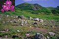 Primula cuneifolia and Midoridake in Hokkaido 2006-8-5.jpg