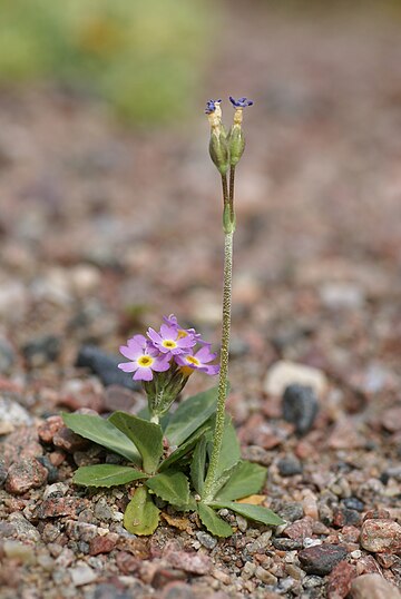 Primula stricta