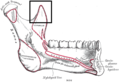 Medial surface.