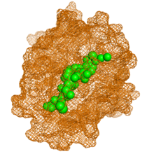 Example of a protein (orange) and peptide (green) interaction. Obtained from Propedia: a peptide-protein interactions database. Protein-peptide interaction.png