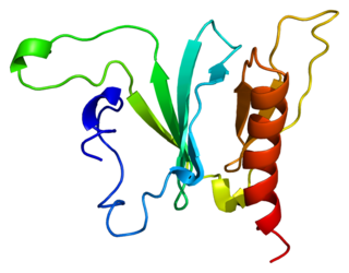 SOS1 Protein-coding gene in the species Homo sapiens
