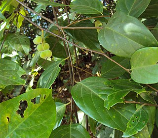 <i>Prunus ceylanica</i> Species of plant