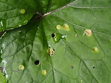 Spermogonia op bovenkant blad van klein hoefblad