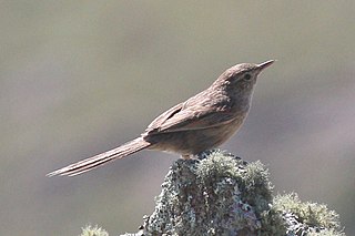 Puna canastero Species of bird
