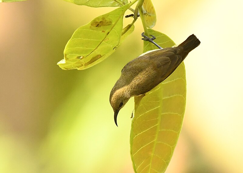 File:Purple-rumped Sunbird AMSM9761.jpg