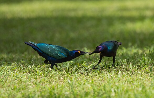 Two purple glassing starlings fighting for a worm. Author: Kradolferp