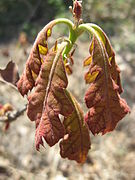 Quercus velutina leaves.jpg