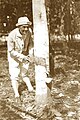 President Manuel Quezon sedang menyadap karet di Basilan pada perkebunan Amerika milik Dr. James W. Strong