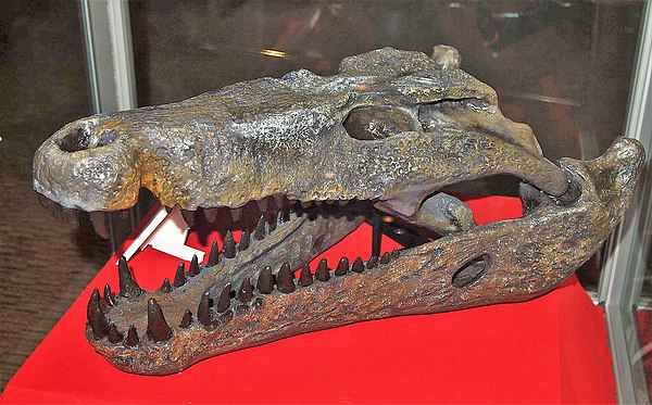 Quinkana was one of the last surviving land crocodiles