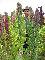 Diversity of quinoa near harvest, with quinoa farmer, in Cachilaya, Bolivia, Province La Paz