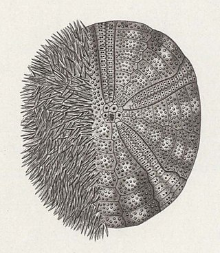 <i>Amphipneustes lorioli</i> Species of sea urchin