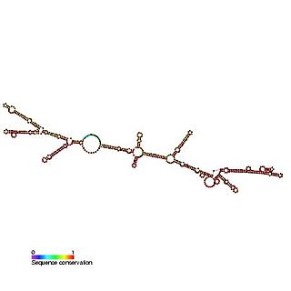 <span class="mw-page-title-main">C-sis internal ribosome entry site (IRES)</span>