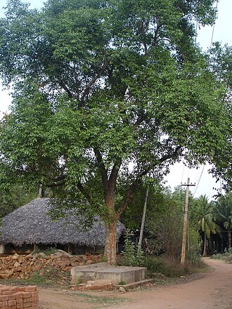 A typical racchabanda under a tree (Sygezium Cumini) in the village of Rangapuram Khandrika, Chintalapudi Mandal, West Godavari District Racchabanda.jpg