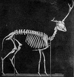 Squelette de  Ramoceros osborni.